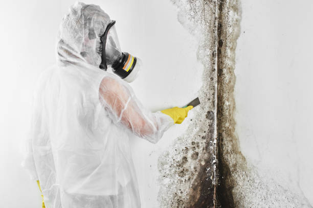 Best Commercial Mold Removal  in Glencoe, FL