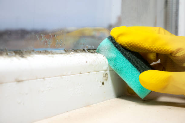 Best Fast Mold Removal  in Glencoe, FL