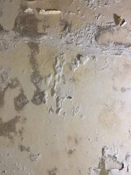 Best Office Mold Removal Services  in Glencoe, FL