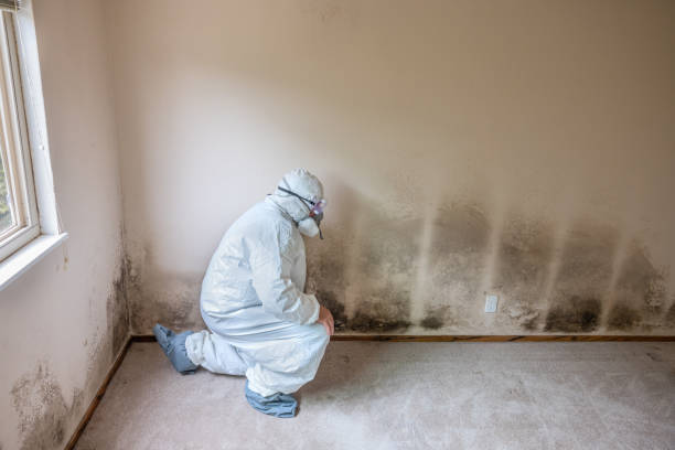 Best Fast Mold Removal  in Glencoe, FL