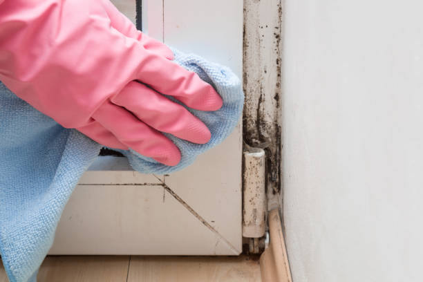 Best Mold Removal Company Near Me  in Glencoe, FL